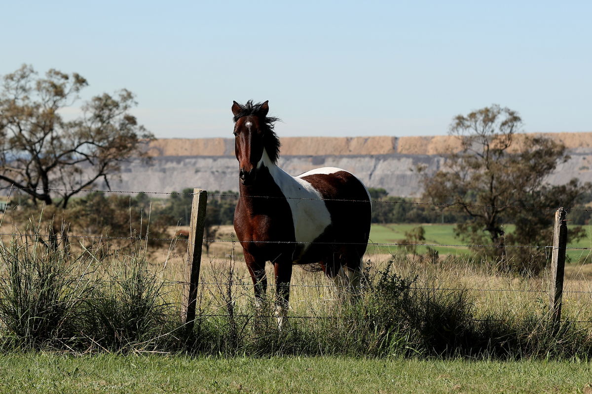 Cavalo saudável a pasto