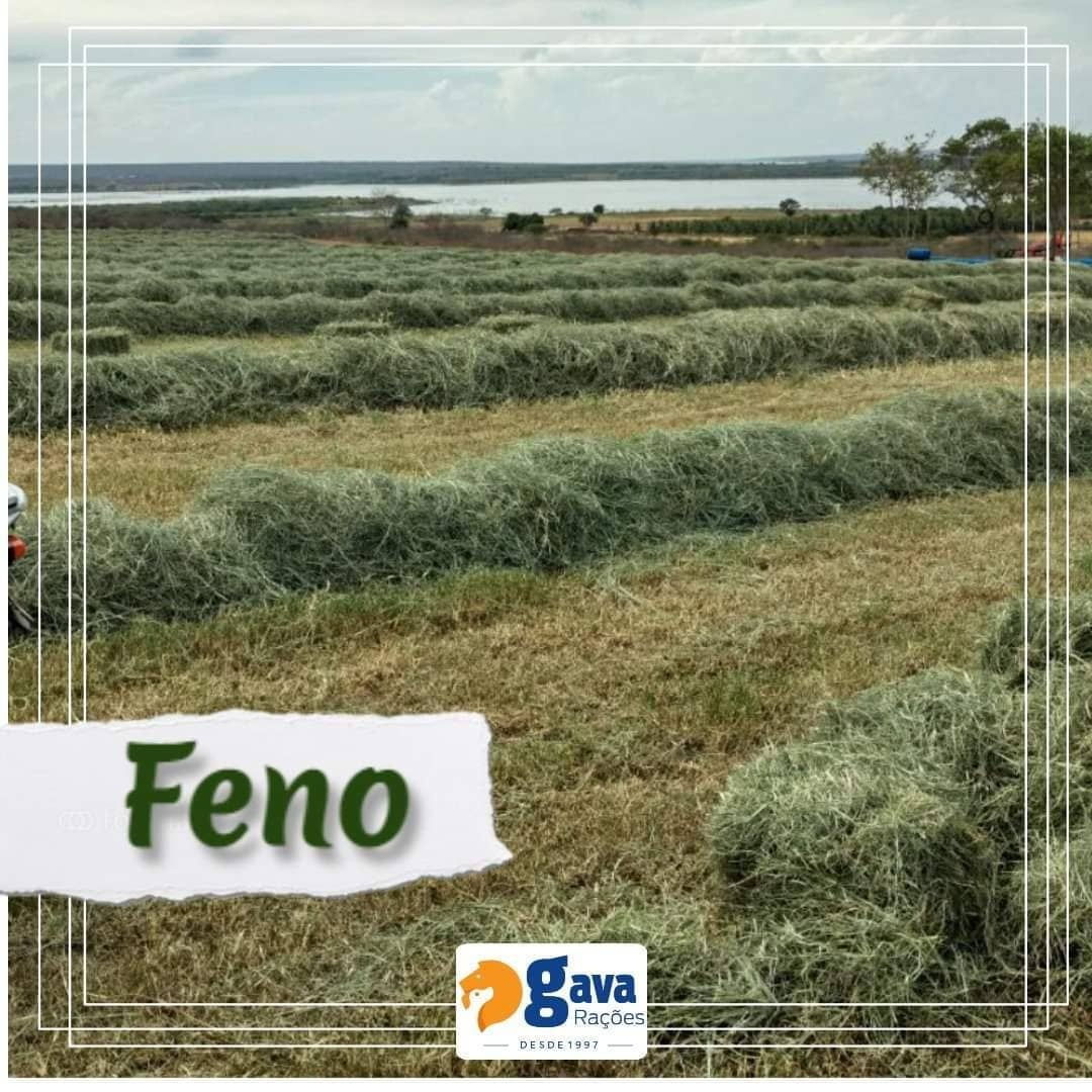 Feno recém colhido no campo