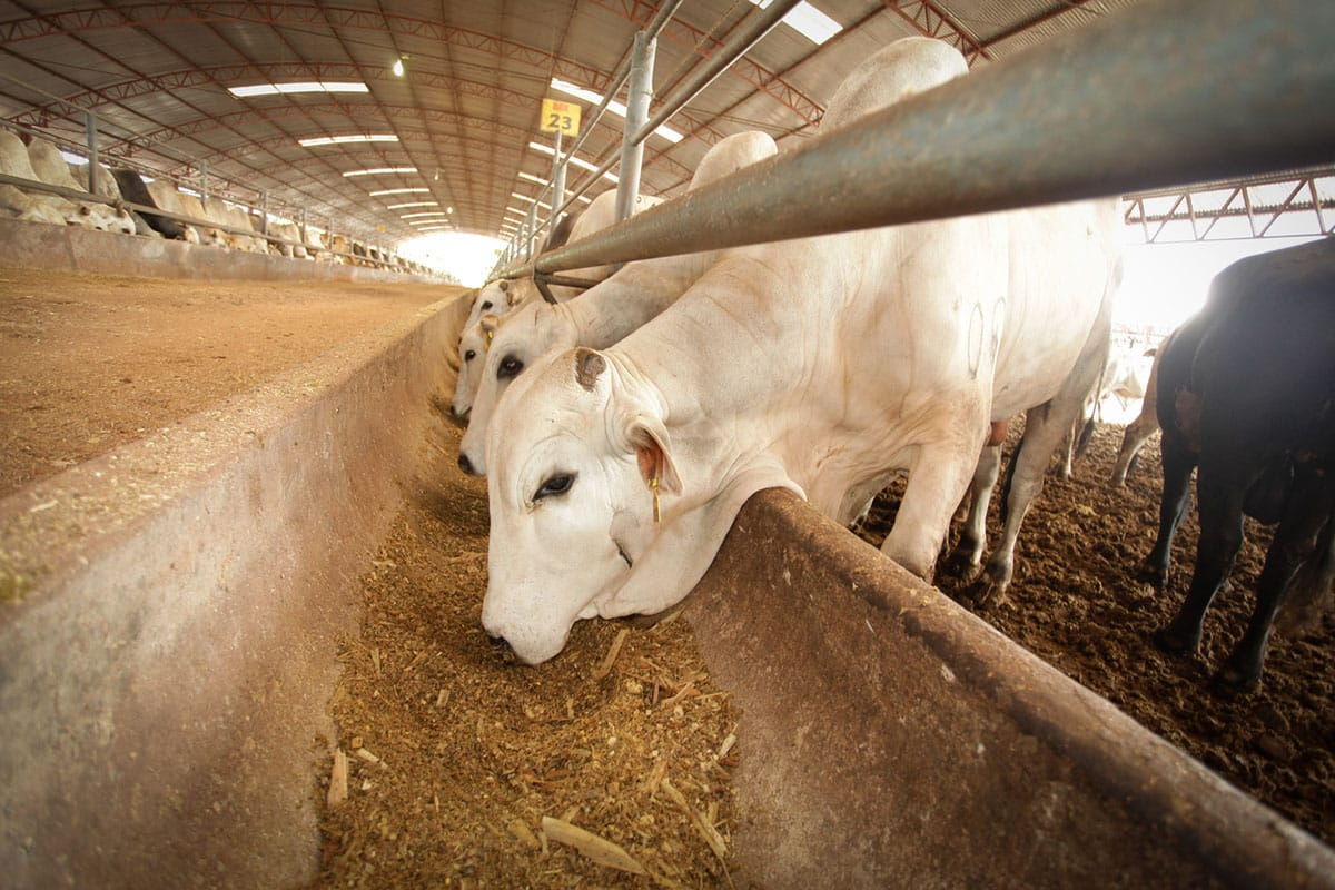 Bovinos se alimentando no cocho de confinamento