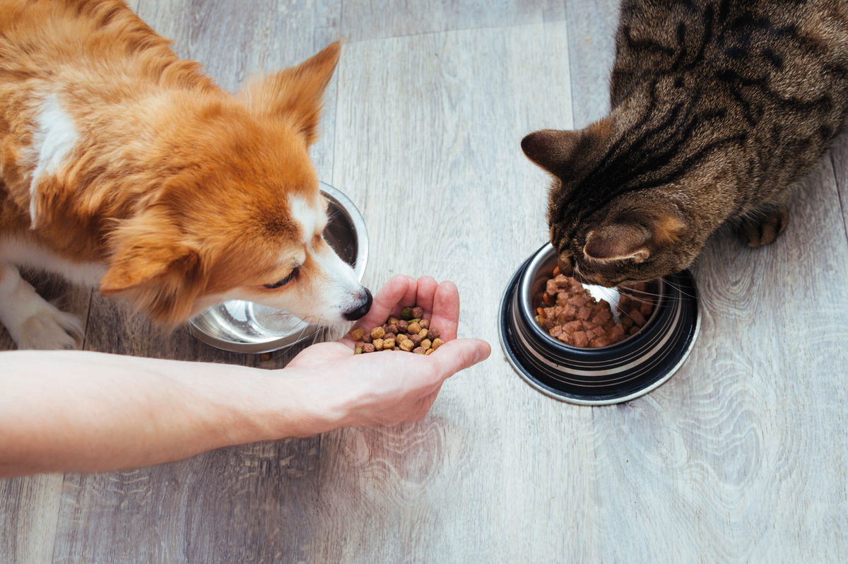 Cão e gato se alimentando de ração e petiscos Gava