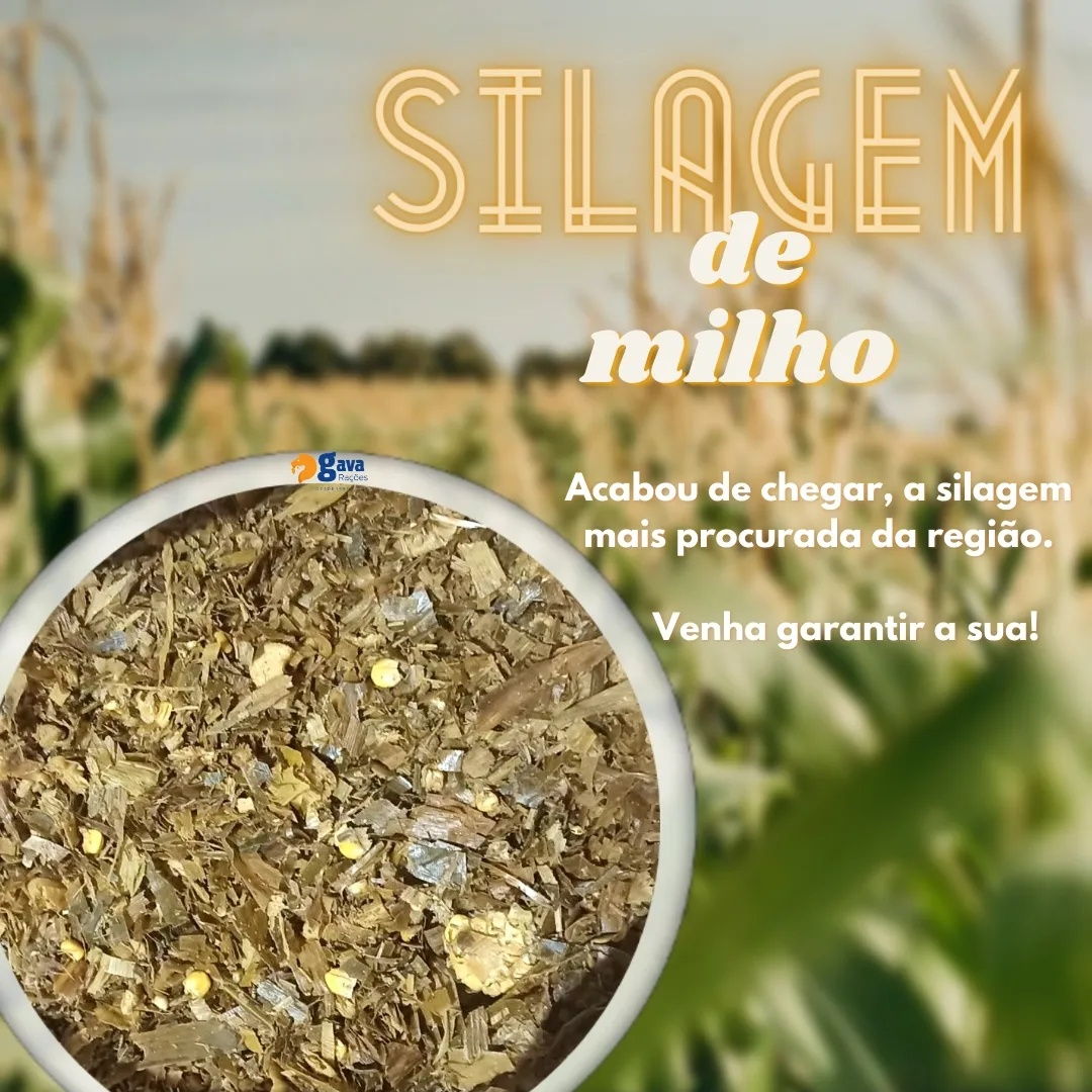 Silagem de milho recém chegada